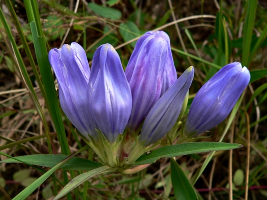 {Gentiana saponaria}